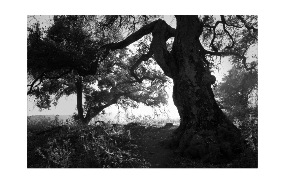 fairy tree_Ricky Lewis Jr_copyright 2012