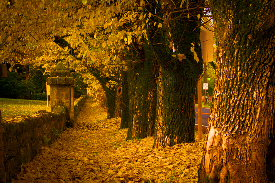 Napa Fall_Ricky Lewis Jr